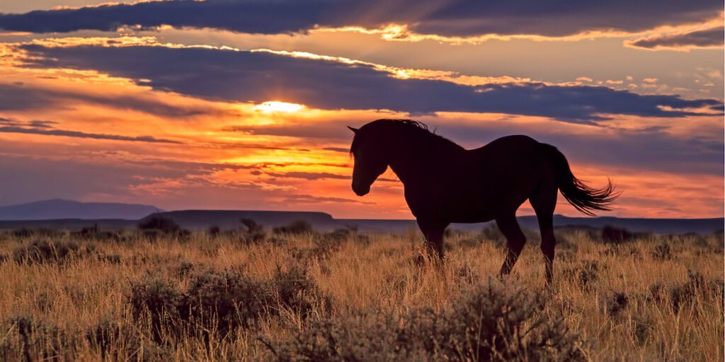Wyoming's 'Frontier' Stablecoin Debuts on Ethereum, Solana and Avalanche