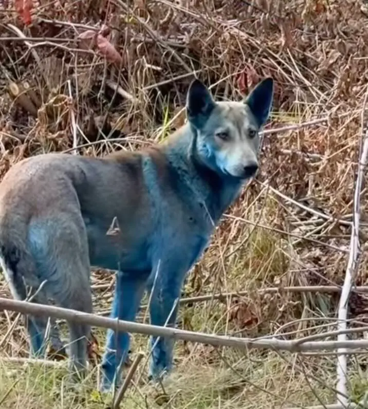 Why the ‘Atomic Blue Dogs’ of Chernobyl Are Good for Science